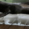 seal_cooling_off_on ice blocks